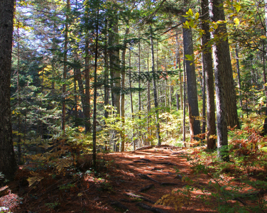 Sentier forestier ensoleillé entouré d'arbres.