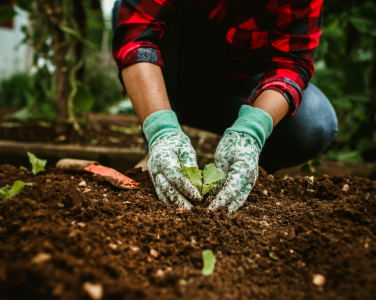 Personne plantant un semis dans le sol tout en portant des gants de jardinage.