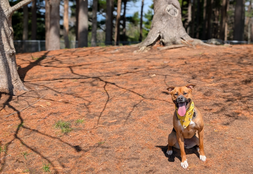 Un chien de sauvetage nommé Honey, portant un bandana jaune à motif de bourdon, assis dans le parc à chiens sans laisse de Greenwood, avec une zone boisée en arrière-plan.
