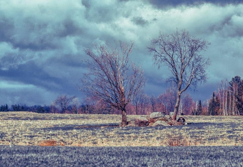 Des arbres sans feuilles dans un champ au printemps