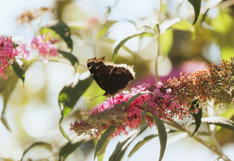 Papillon sur un buisson de lilas