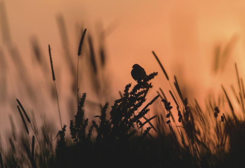 Moineau dans un champ au coucher du soleil
