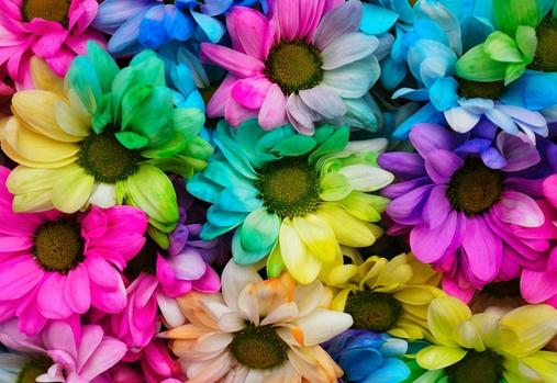 Marguerites multicolores