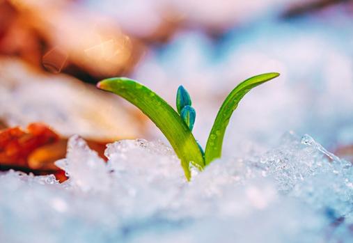 Fleur qui éclôt à travers la neige