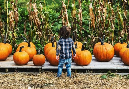 Petit garçon regardant des citrouilles