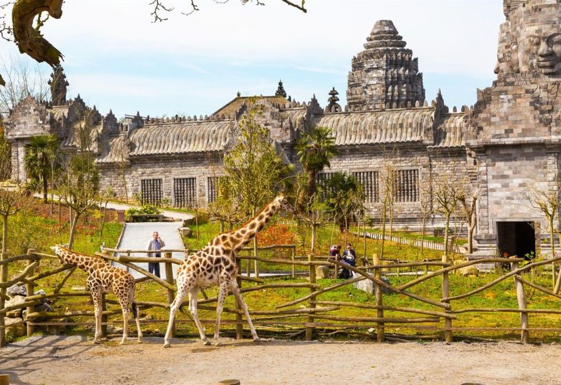 Des girafes dans un zoo