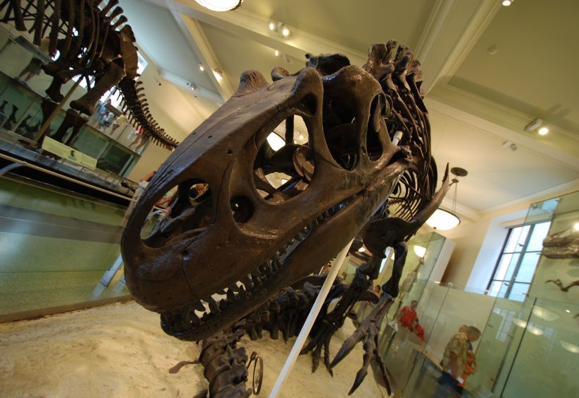 Photo d'un squelette de dinosaure