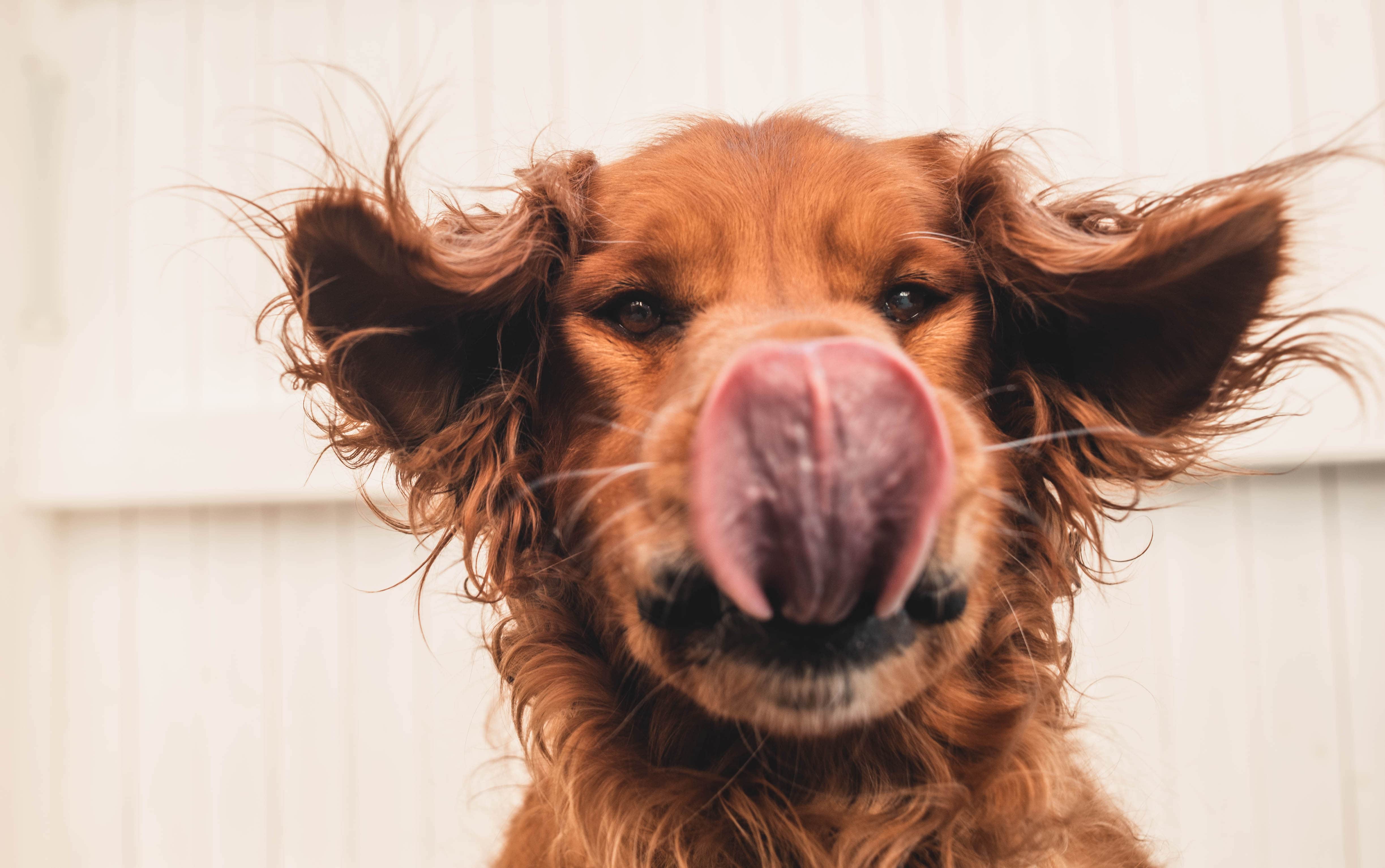 un golden retriever roux qui se lèche le nez