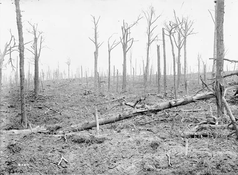 image du bois du sanctuaire