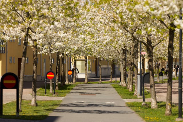 Les cerisiers en fleurs au printemps à Jönköping, en Suède