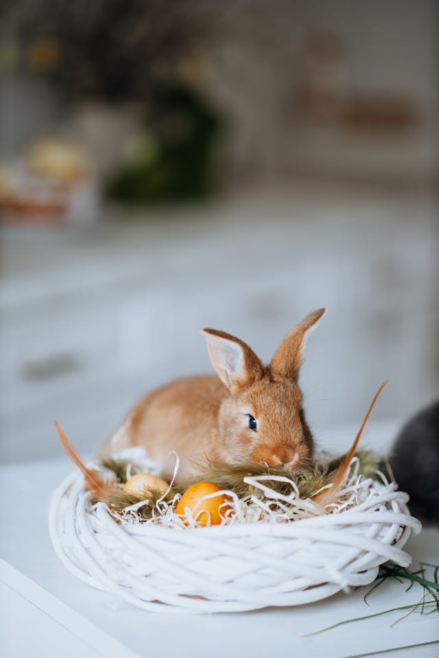 Adorable lapin dans un panier de Pâques avec un œuf