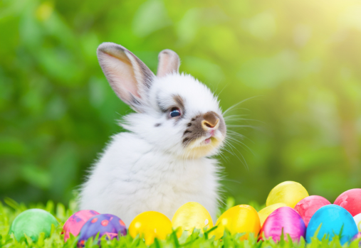 Lapin avec des œufs de Pâques