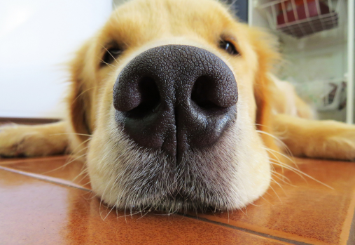Gros plan sur le nez d'un golden retriever