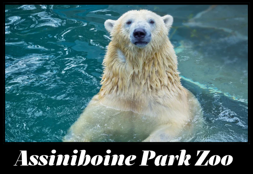 Un ours polaire dans l'eau au zoo