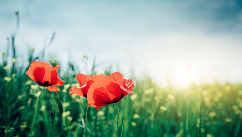 field of poppies