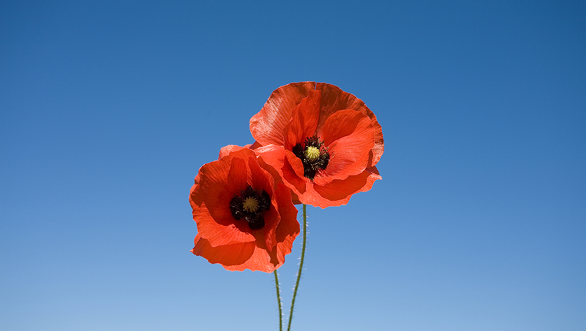 poppies