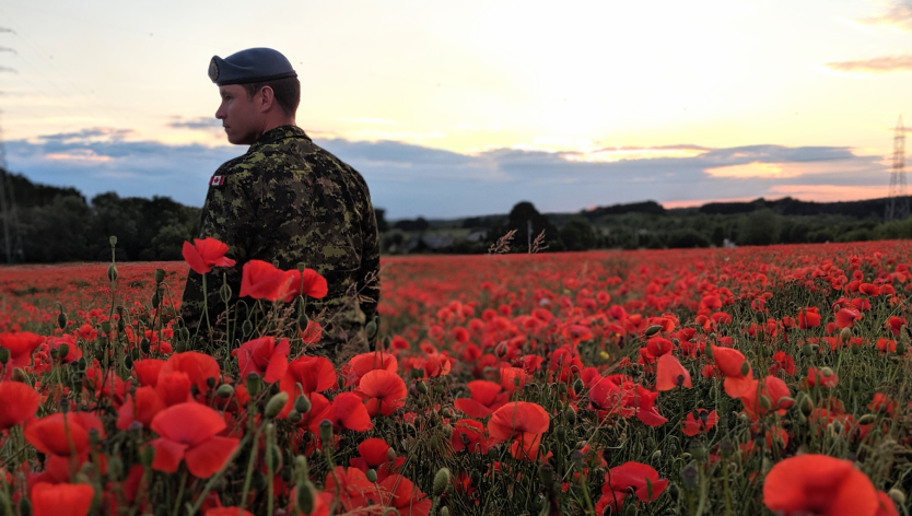 Champ de coquelicots