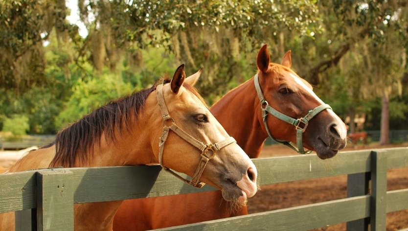 Deux chevaux regardant par-dessus une clôture